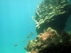 Fish and coral
