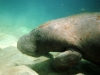 Manatee, up close