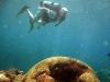 Brain Coral