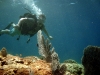 Fan Coral